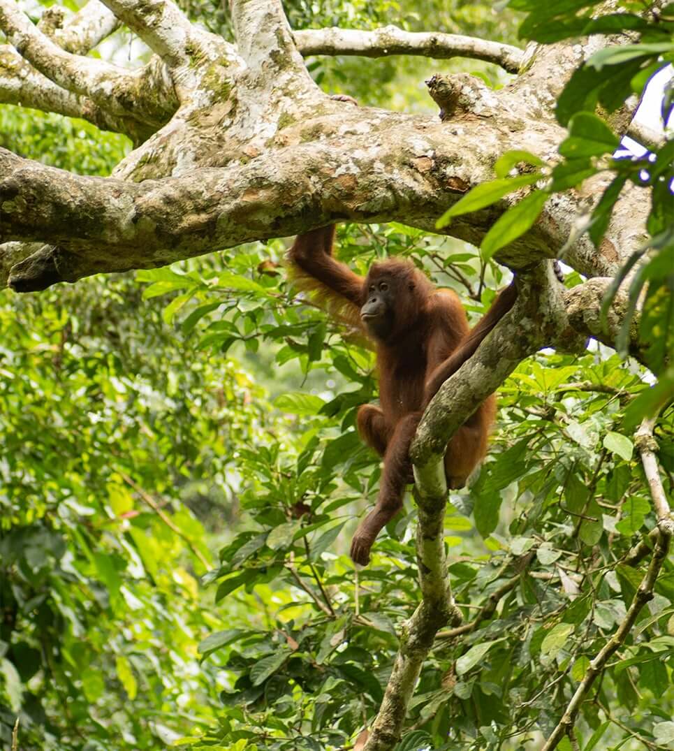 Orangutan-in-tree
