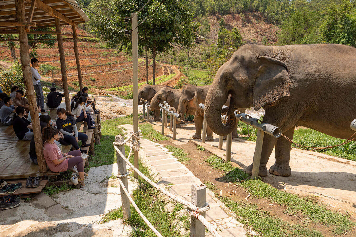 A group of people watching elephants walk by.