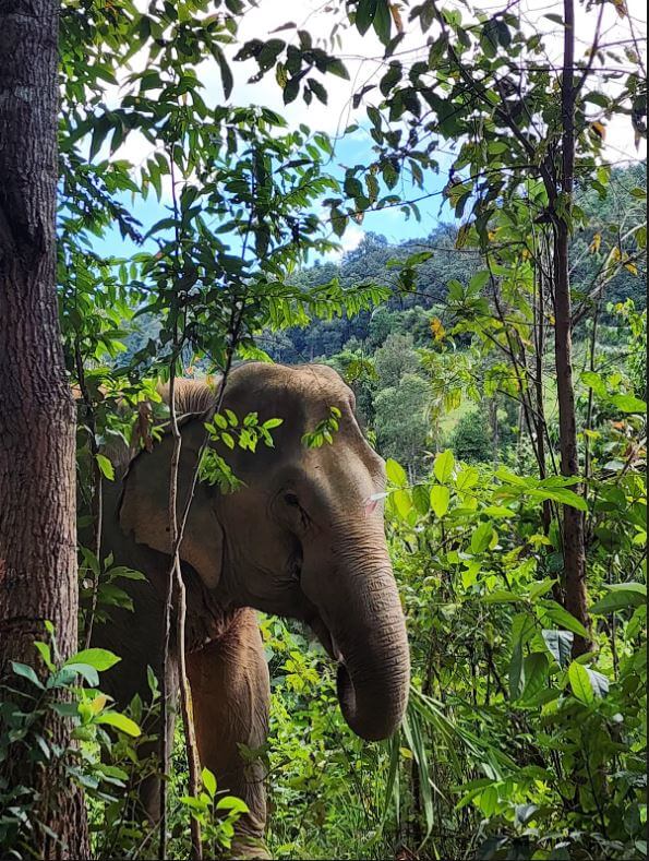 An elephant is walking through the jungle.